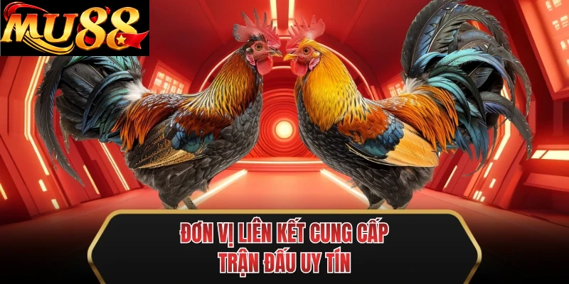 don vi lien ket cung cap tran dau uy tin